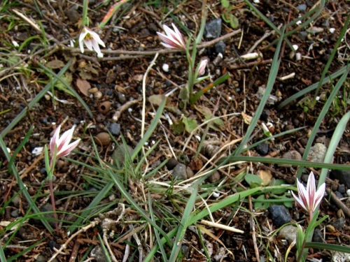 アマナの花を詳しく観察しました アマナの花言葉は お天気屋 で 陽があたると開花し陽がかげると閉じてしまいます しろうと自然科学者の自然観察日記 楽天ブログ