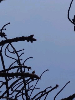 まだ堅い桜の芽_3月7日