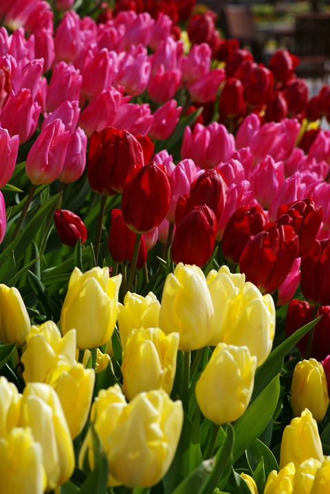 tulip_021901.jpg