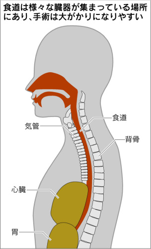 食道.jpg