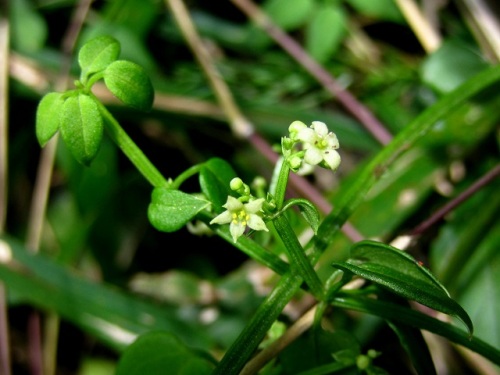 アカネの花 秋の静岡県富士宮市での自然観察 その1 しろうと自然科学者の自然観察日記 楽天ブログ