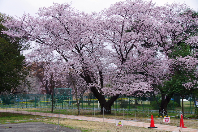 2016Sakura01.jpg