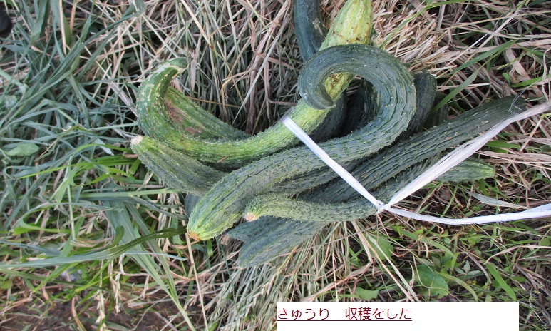 きゅうり.JPG