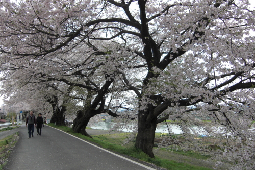 2015-4-17大河原桜祭 (7).JPG