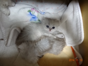 DSC04513 (300x225).jpg