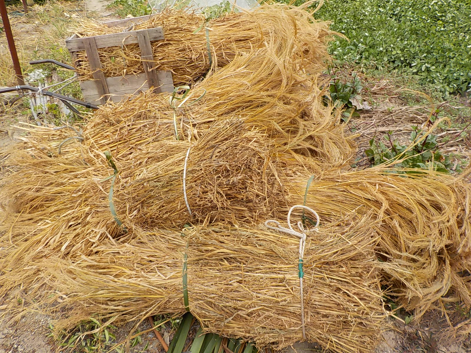 DSCN1657.JPG