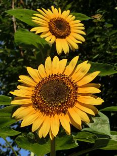 未来の種2012 034-2.jpg