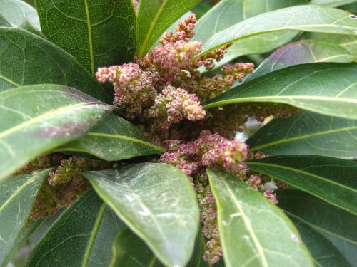 初めて見たヤマモモの雌株 雌花と雄株 雄花 ヤマモモは雌雄異株なので 花の時期に観察してみました しろうと自然科学者の自然観察日記 楽天ブログ