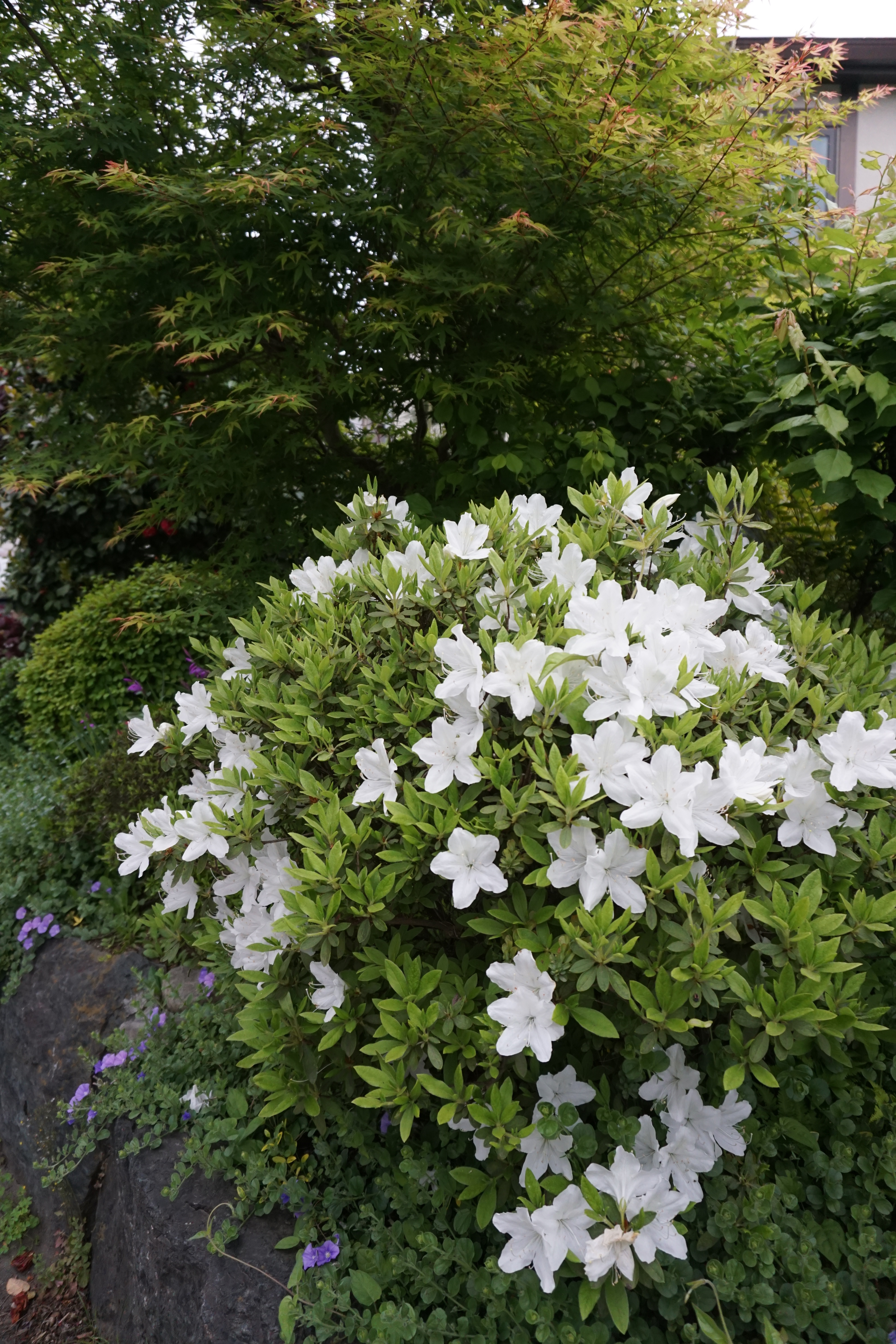 2023年4月3-5.JPG