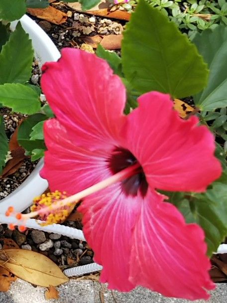 ピンクハイビスカス（縦）_トリミング