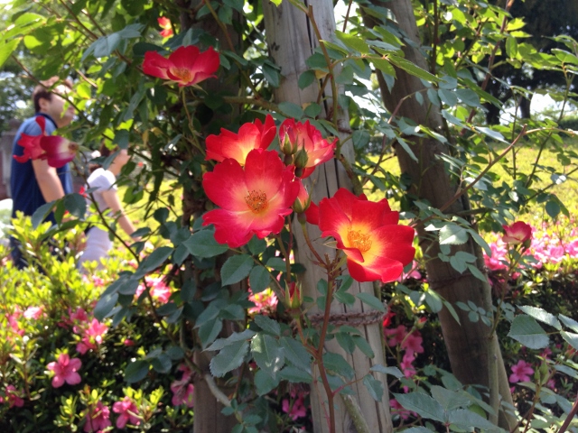 IMG_9063 (640x480).jpg