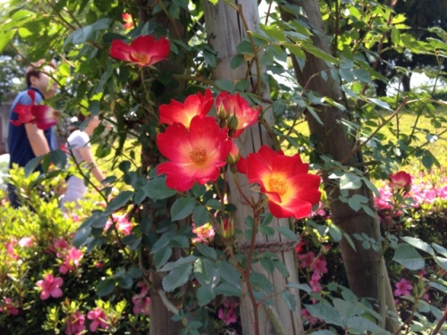 IMG_9063 (640x480).jpg