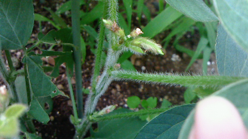 NEC_0224.JPG