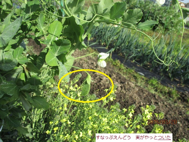 えんどうのみ.JPG