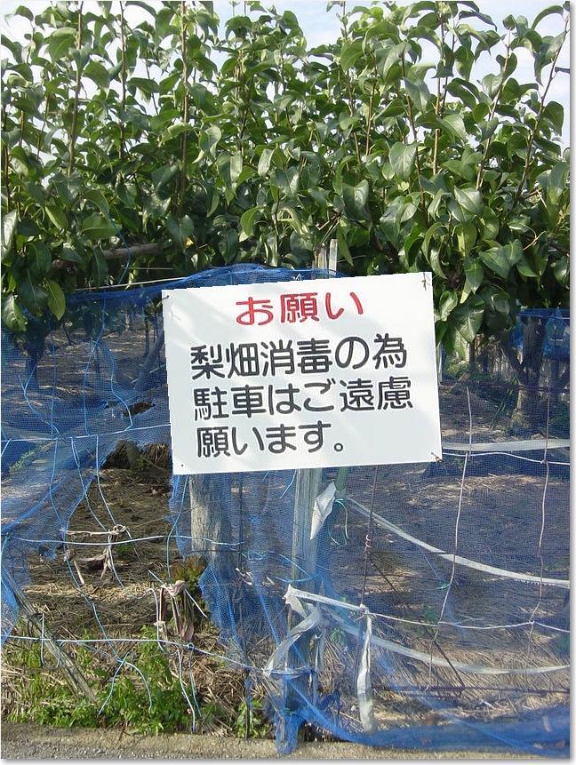 コピー ～ 42梨畑