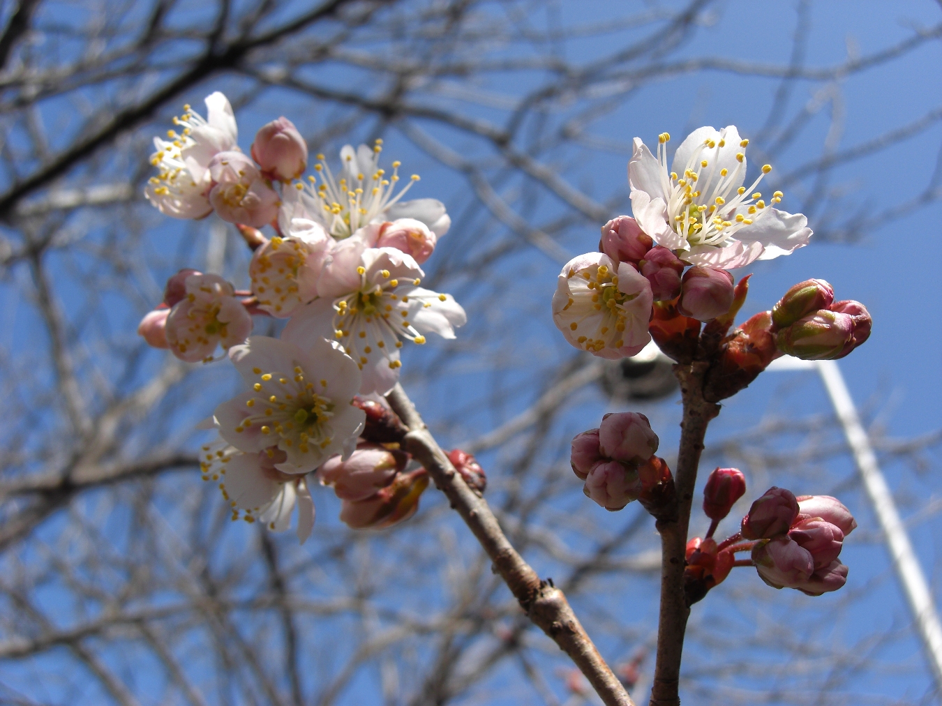 道端の桜　早くも開花中