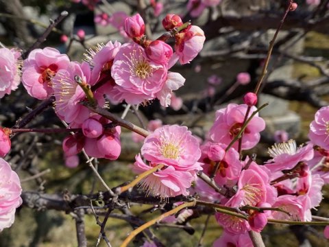 天満宮の梅花 (4).jpg