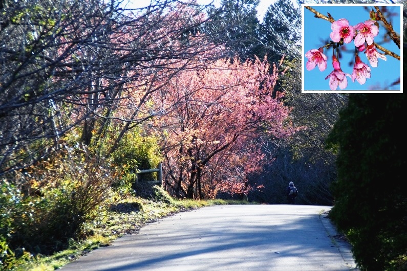 冬桜花.jpg