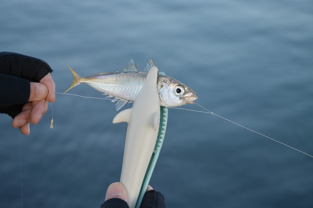 showPhoto (640×426)