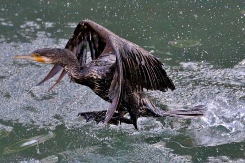 P95A0375 (800x535).jpg