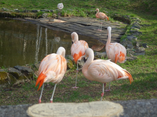 旭山動物園