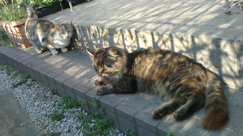 NEC_0085.JPG
