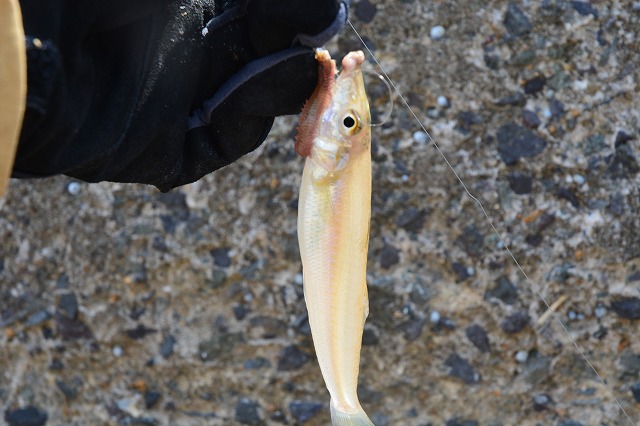 showPhoto (640×426)