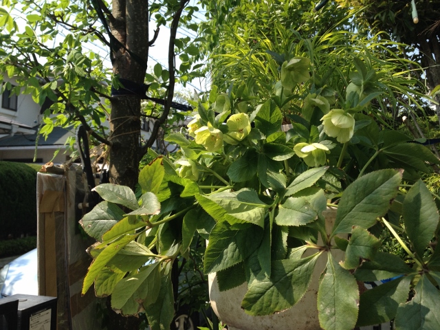 IMG_6994 (640x480).jpg