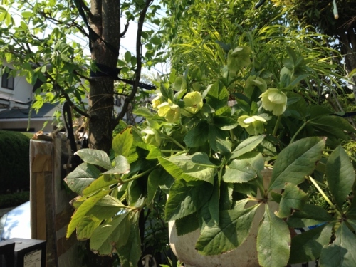 IMG_6994 (640x480).jpg