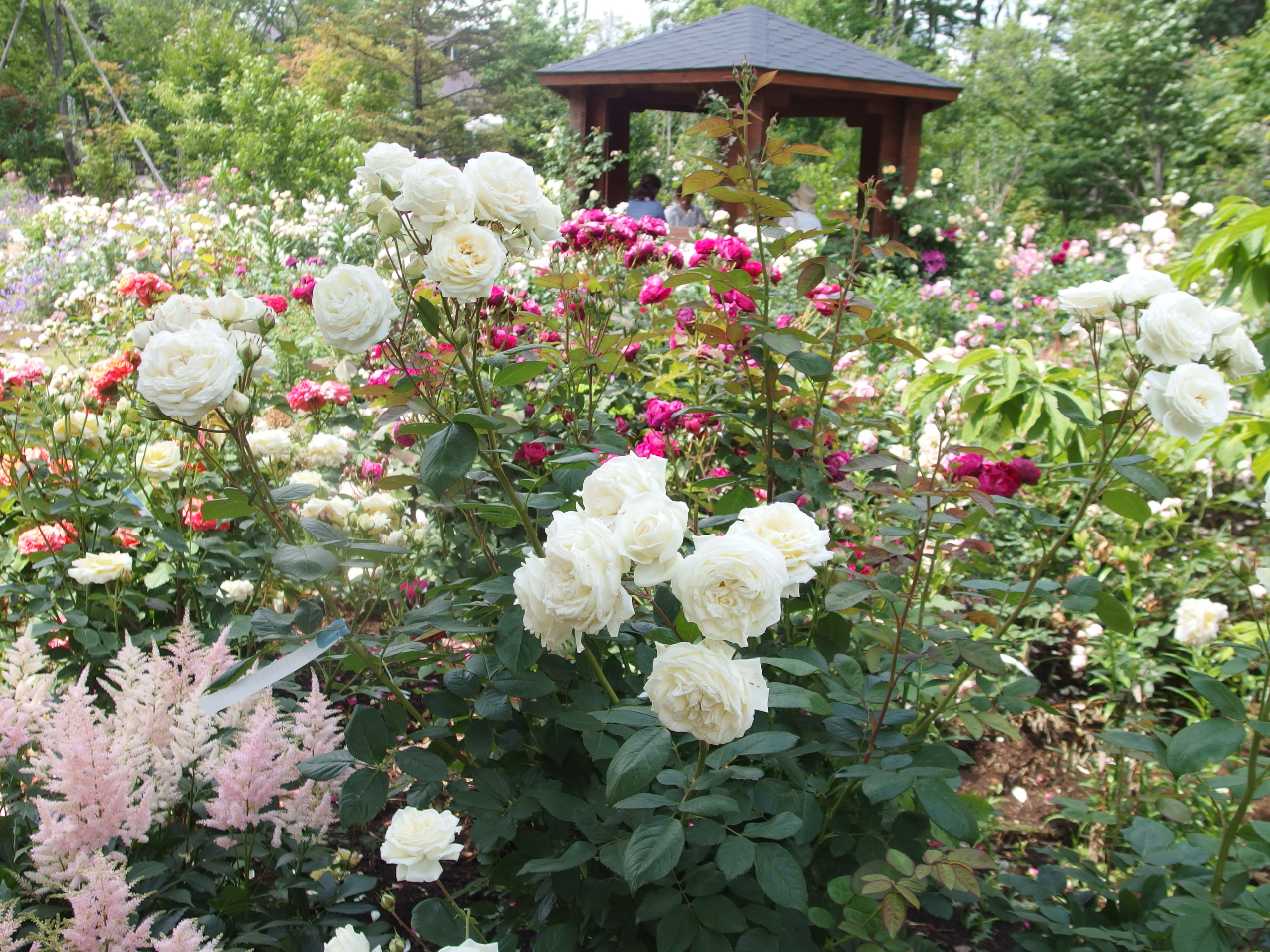 2015-06-10 12.41.42.jpg