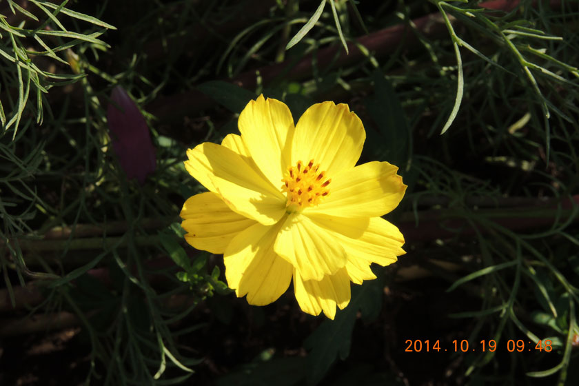 cosmos2014-017w.jpg