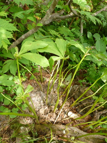 尾瀬沼・燧ケ岳の花6.jpg