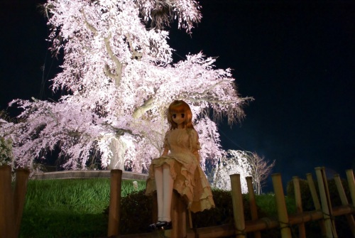 八坂　枝垂れ桜　夜1.jpg