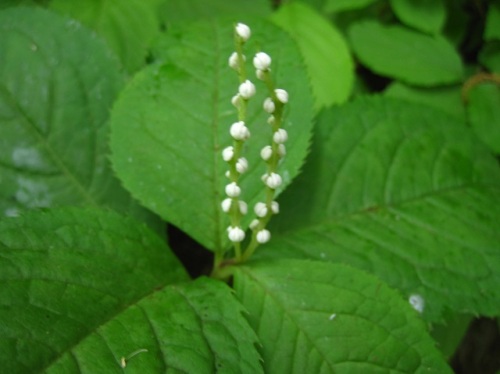 フタリシズカの花 初夏 5月中旬 の高尾山での自然観察 その11 しろうと自然科学者の自然観察日記 楽天ブログ