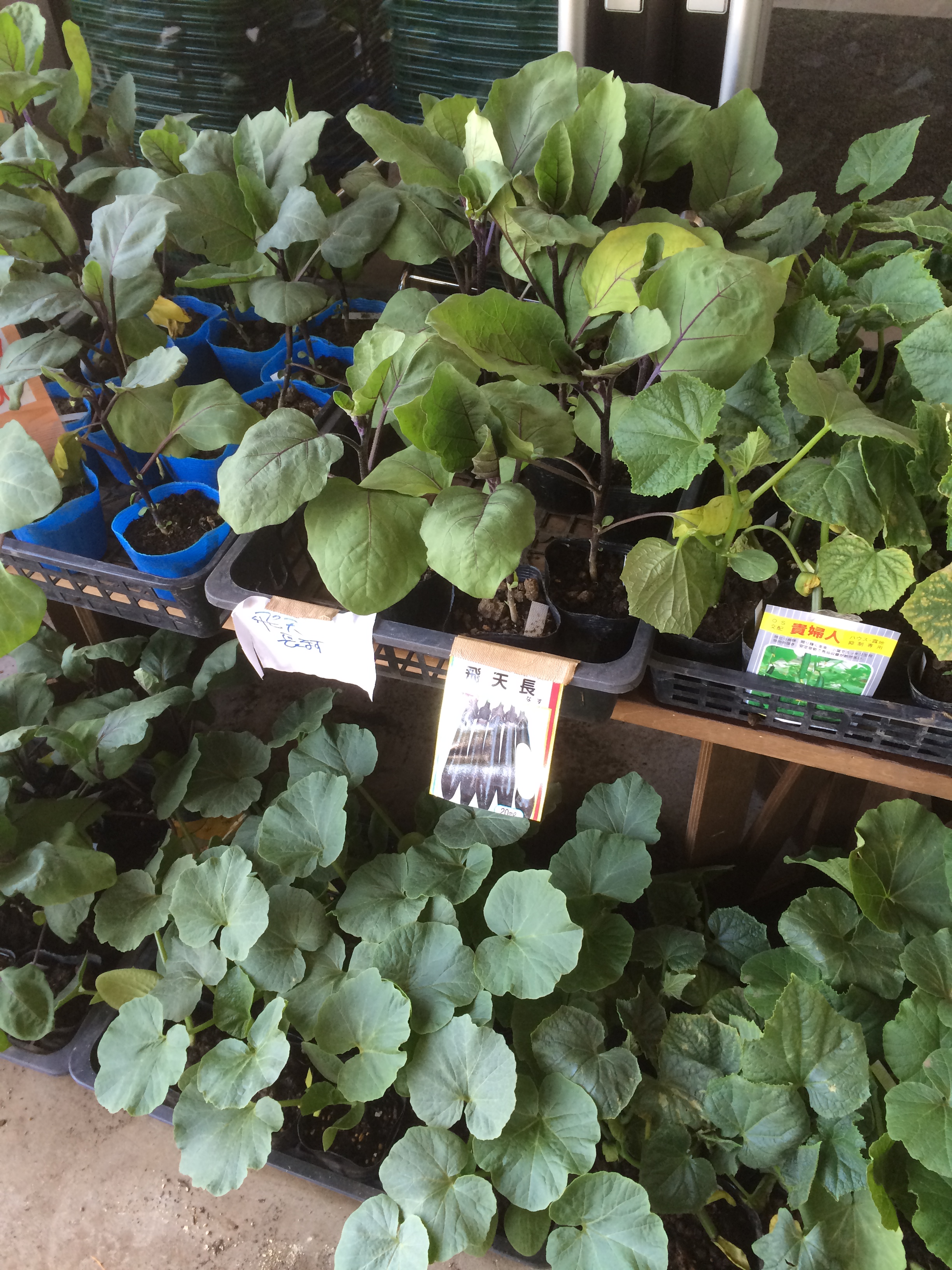 2015-05-11 13.21.10.jpg