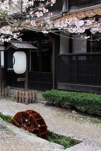 がいせん桜 (12).JPG