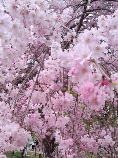 枝垂桜2017
