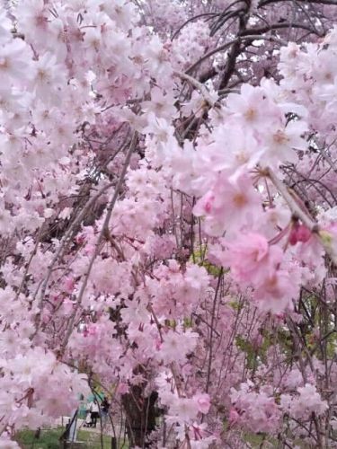 枝垂桜2017