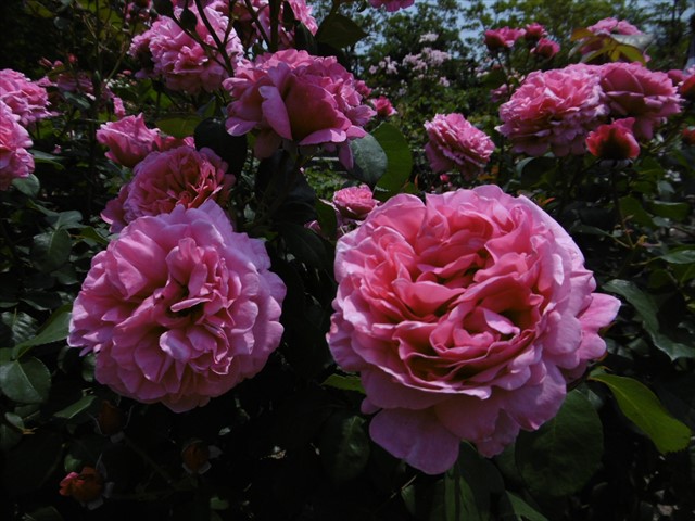 P1240781_R.JPG