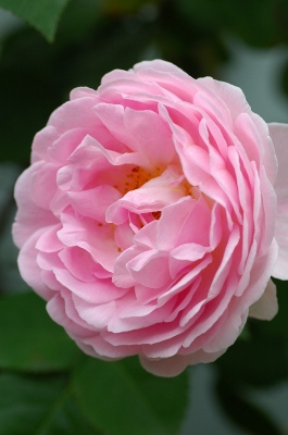 コピー ～ f 323.jpg