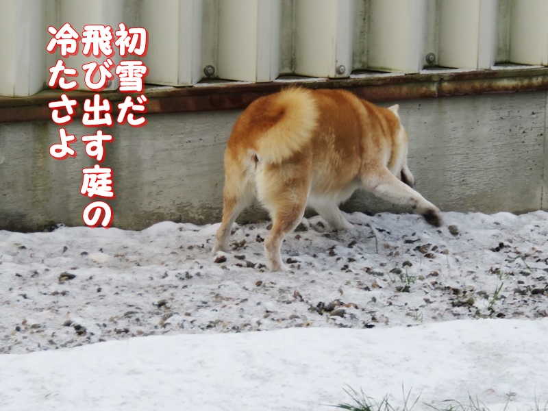 1初雪だ.jpg
