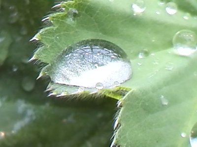 咲くやこの花館　　高山植物にのる水滴.jpg