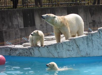 ホッキョククマの親子.jpg