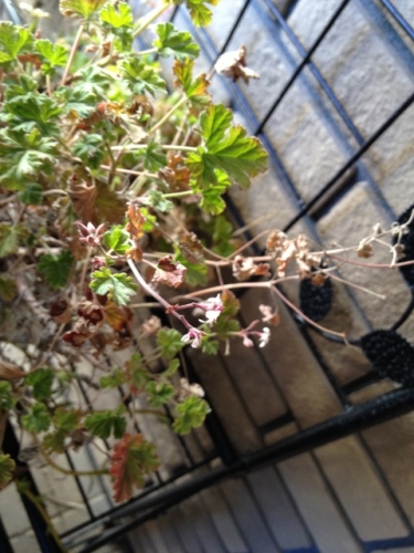 IMG_2589 (480x640).jpg