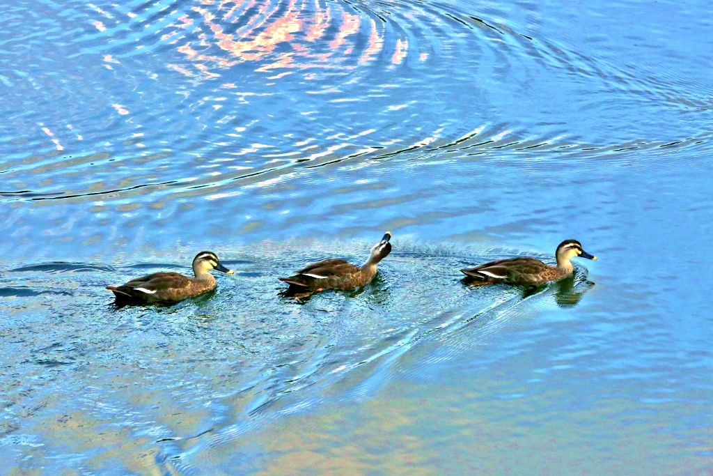 B97A5735 (1024x683).jpg