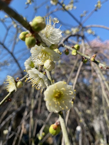 天満宮の梅花 (3).jpg