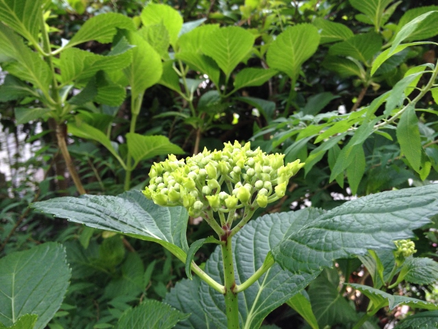 IMG_8956 (640x480).jpg