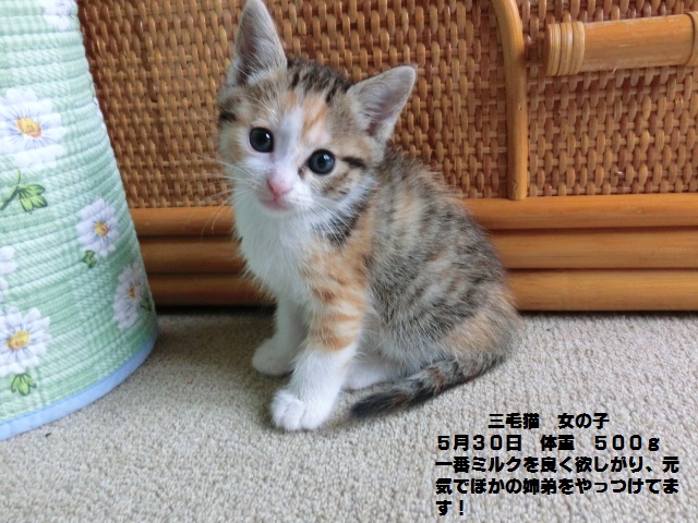 三毛猫.jpg