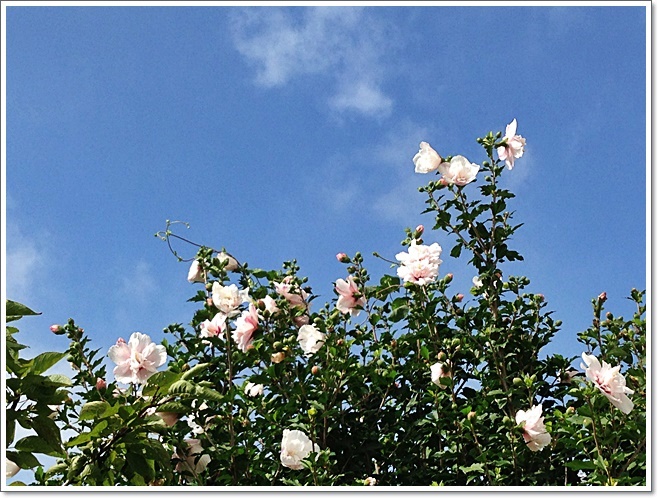 17日ムクゲ_6272.JPG
