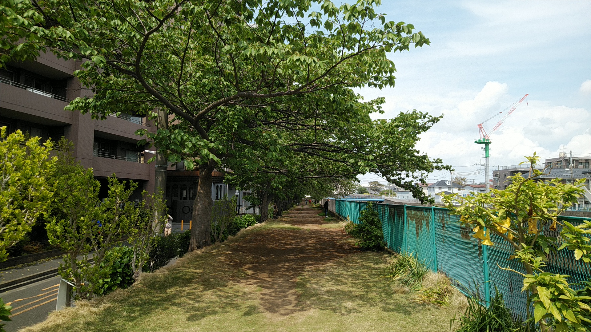 20200428  DSC_0003.jpg.jpg